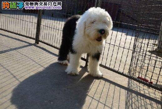 古代牧羊犬怀孕62天还没有生的迹象怎么办