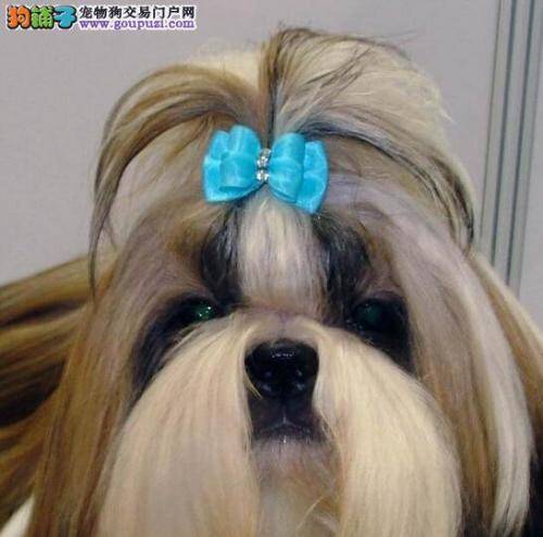 清理全攻略 巧妙完成西施犬洗澡任务