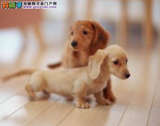 腊肠犬的性格是怎样的？具有哪些特点