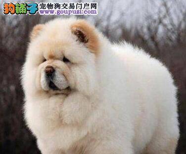 松狮犬在选购需掌握的几点要领