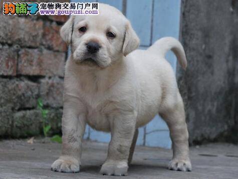买狗多留心眼 挑选拉布拉多犬时要注意方法