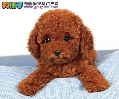 贵宾犬患上肺炎后不断的咳嗽怎么办