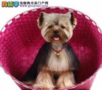 约克夏耳朵肠胃不太好，应如何调理