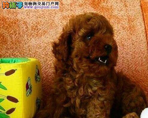 断奶后的可以从营养上给贵宾犬补充免疫力