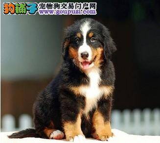 产后的伯恩山犬有点便秘，呕吐怎么办