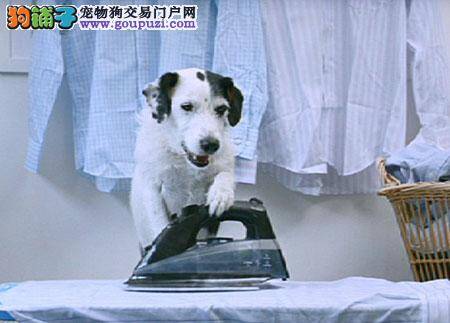 春运期间，北京站来了4只帅警犬配合安检