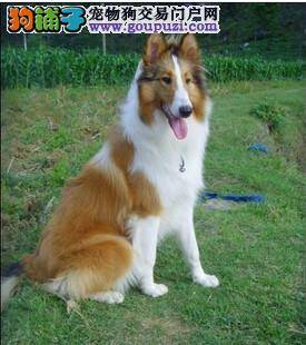 苏格兰牧羊犬不怎么排便，不喝水是怎么了