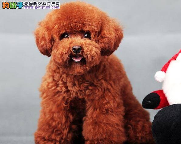 教你几招，轻松告别泰迪犬爬跨行为