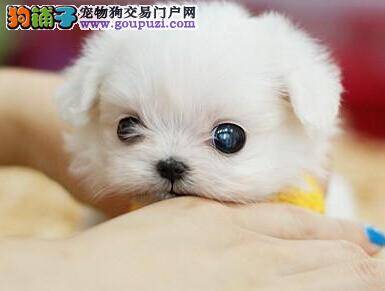 每天美容让马尔济斯犬成为宠物小明星