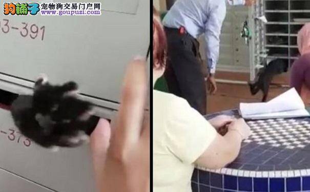 猫咪受困在信箱内 视频网上引起热议