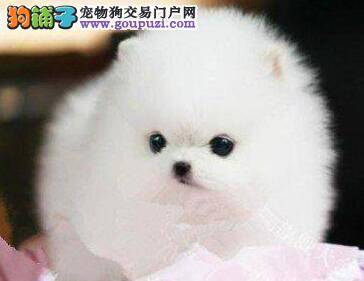 怎么训练博美犬在家里大小便