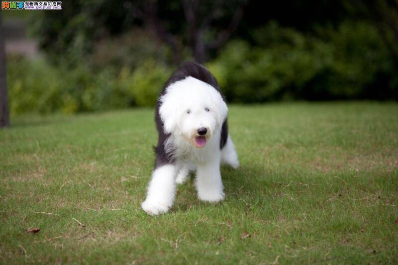 古代牧羊犬拉稀便血是什么问题