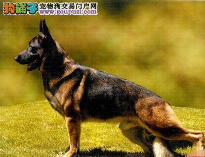 新手主人饲养德国牧羊犬要做好哪些工作