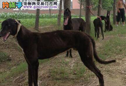 宠物教练告诉你五步让格力犬学会游泳技能