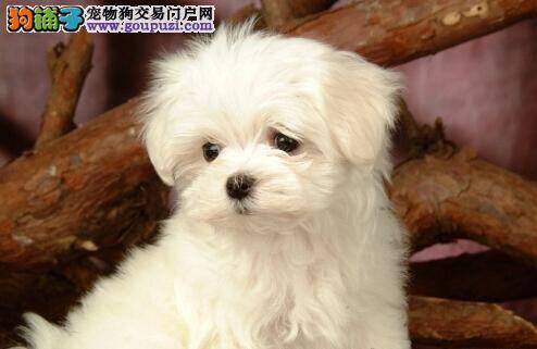 妊娠犬护理大全 比熊犬产前与产后的护理如何进行