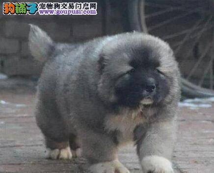 高加索犬身上出现很多跳蚤怎样消灭好