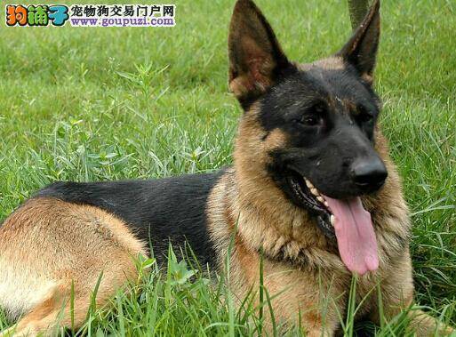 养宠小知识 公开了解解决狼狗泪痕的五大方法