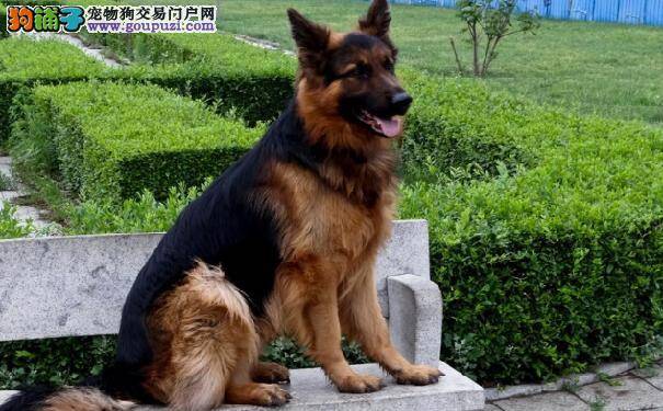 德国黑贝好养吗 德国狼犬的生活习性