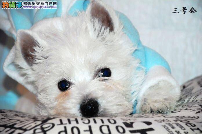 西高地最近这几天老拉肚子是怎么回事