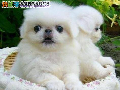 京巴狗总喜欢黏在脚边的原因