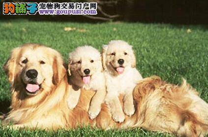 文明守则之如何让金毛犬吃的更文明