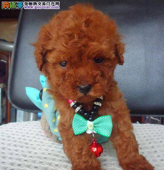 贵宾犬的基础美容都包括哪些方面