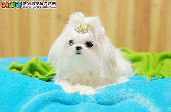 给刚剃完毛的马尔济斯犬吃什么美毛