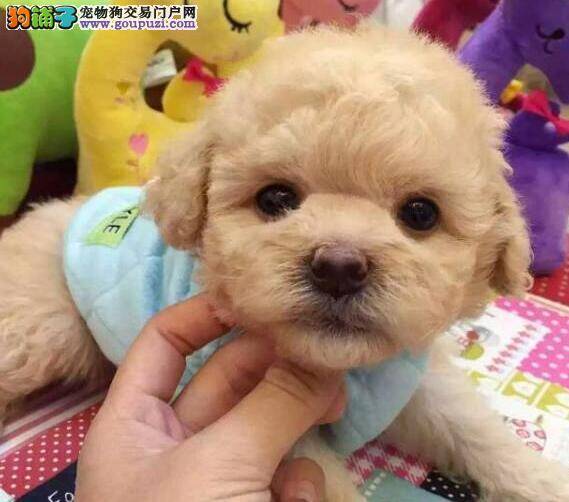 怎样才能让泰迪犬尽快适应新环境