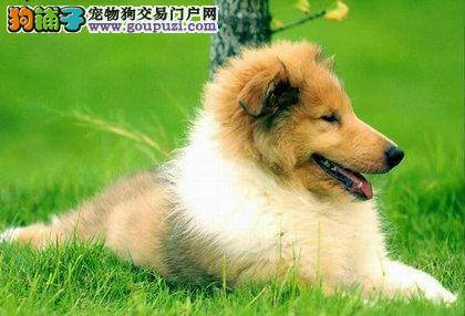 苏格兰牧羊犬总是喜欢东抓西挠怎么办
