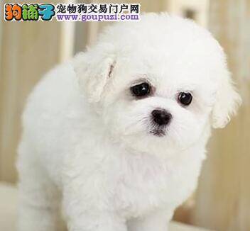 初次买回家的比熊犬怎样养最合理