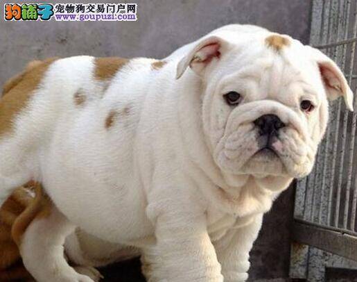 改掉斗牛犬吃自己便便的坏习惯