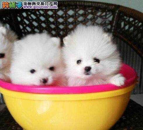 博美犬打完疫苗之后特别爱咬东西是怎么回事