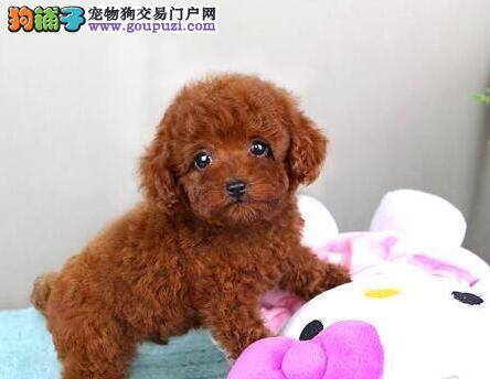 散步又散心 遛贵宾犬的好处有哪些