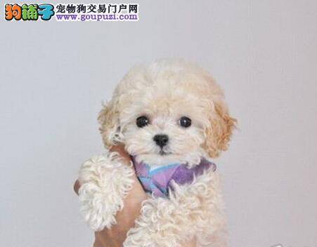 泰迪犬的服从性好吗？泰迪犬听话吗？