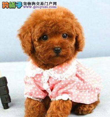 家养的泰迪犬应该给它吃点什么牌子的狗粮