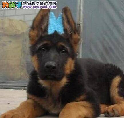 如何做好德国牧羊犬牙齿检查的工作