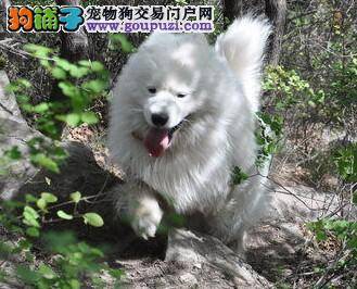 宠物语言解密 从叫声了解萨摩耶犬的情感