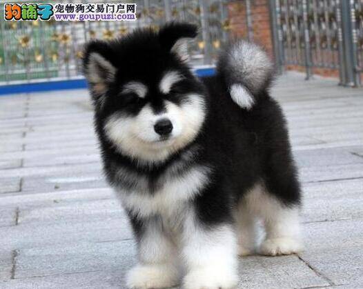 阿拉斯加犬不常晒太阳需要给钙片它吃吗