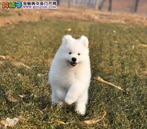 怎样看便便判断萨摩耶身体健康状况