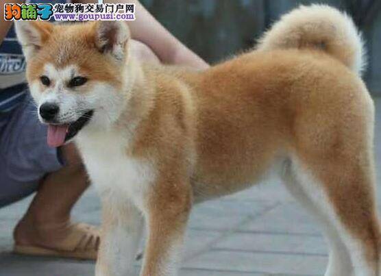 怎样才能给秋田犬做好全方位的美容