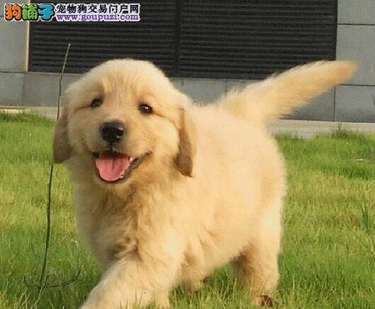金毛犬能吃地瓜吗 求大家解答