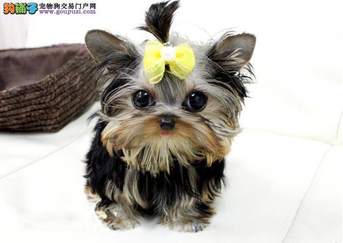 怎么改掉约克夏臭臭的脾气