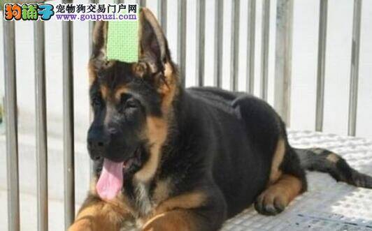 怎样让德国牧羊犬不再咬人与咬物