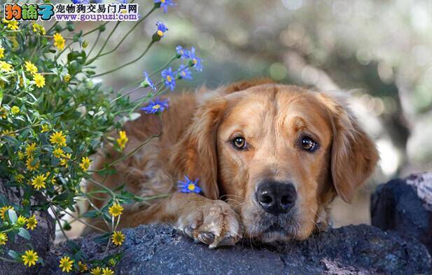 超级家庭医生 金毛犬忧郁症的症状和改善方式