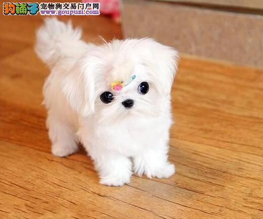 主人感冒会不会传染给家中的马尔济斯犬