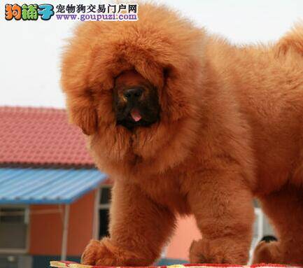 为什么我们家的藏獒胆子特别小