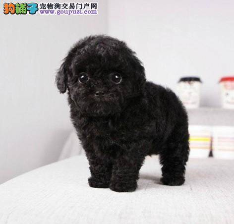 科学喂养 合理搭配泰迪犬的干湿粮
