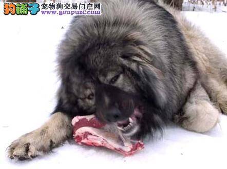 新手饲养高加索犬幼犬的心得体会