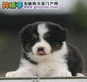 一星期洗两次澡对边境牧羊犬会有什么影响
