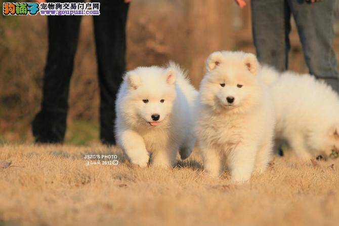 怎么训练萨摩耶犬摆出优美的姿势